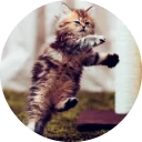 🐱