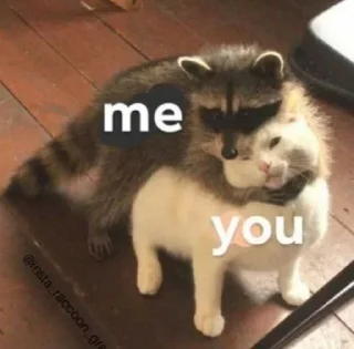 🐱