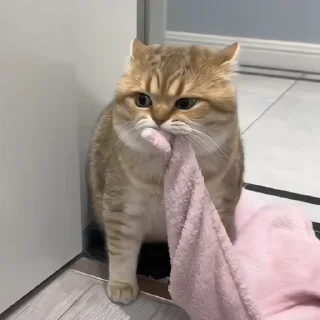🐈‍⬛️