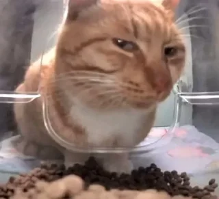 🐱