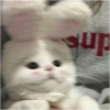 @kartinochki_meow8