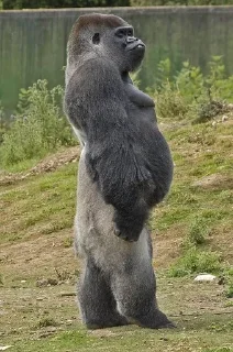 ❓