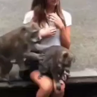 🐵
