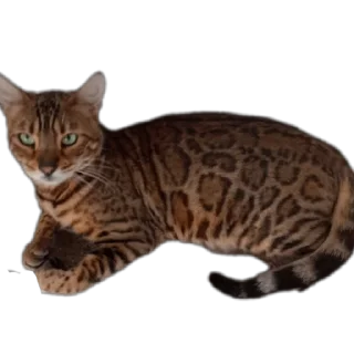 🐱