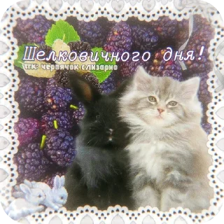 🐱