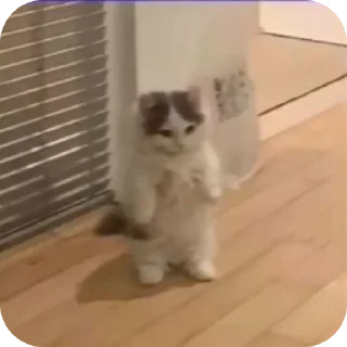 🐱