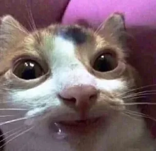 🤪