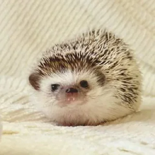 🦔