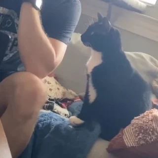 🐈‍⬛️