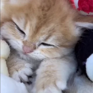 🐈‍⬛️