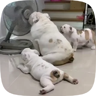 🐶