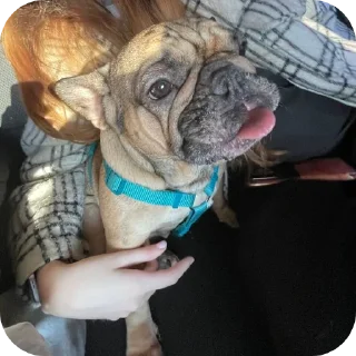 🐶