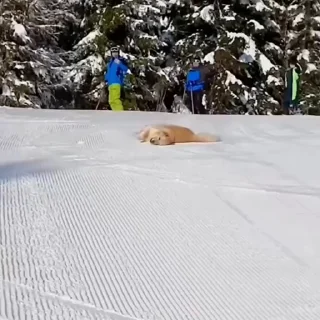 🤩