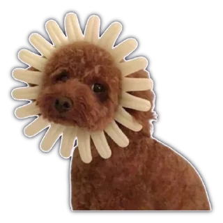 🐕