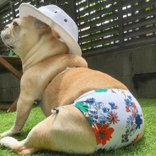 🐶