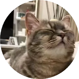 😺