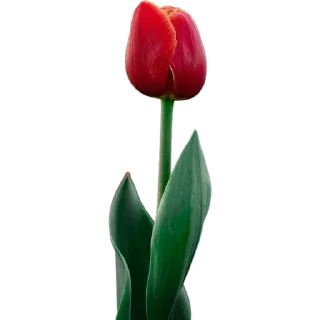🌷