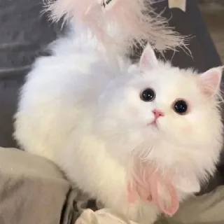 🐈