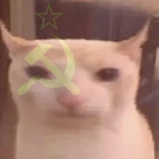 🐈
