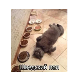 😺
