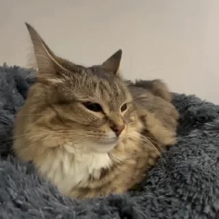 🌟