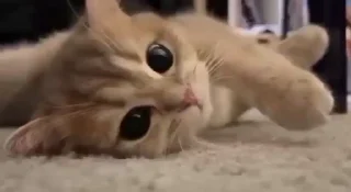 💗