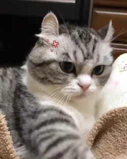 🐈