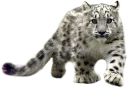 😺