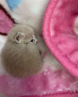 🐈