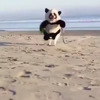 🐼