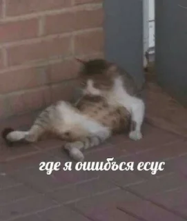 Ошибка (@Novosiletskiy)