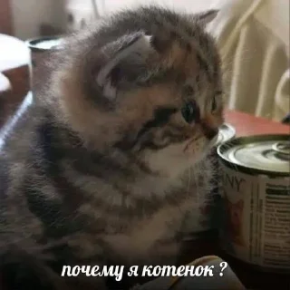 😺