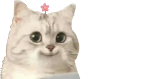 🌺