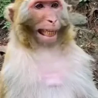 🤩