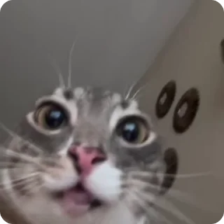 👅