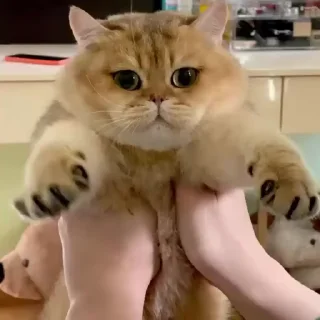 🥺