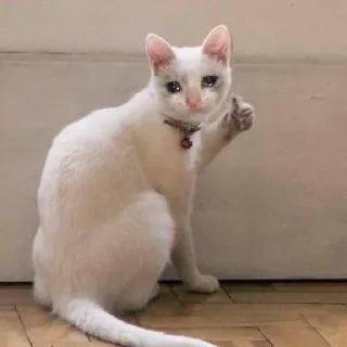 🥺