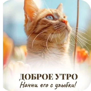 🐱