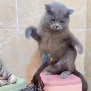 🐈