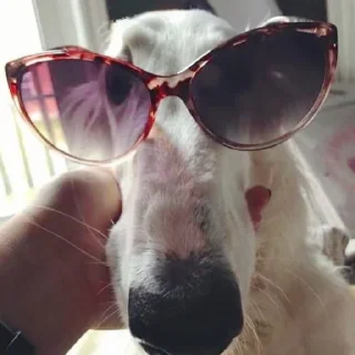 🕶