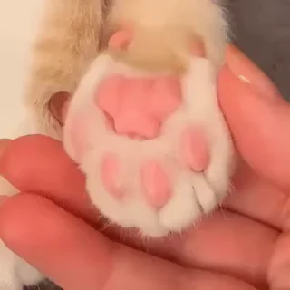 🐱