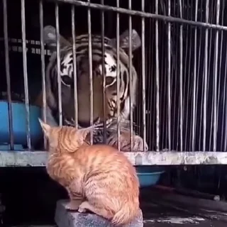 🐈