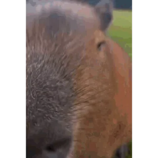 🦫