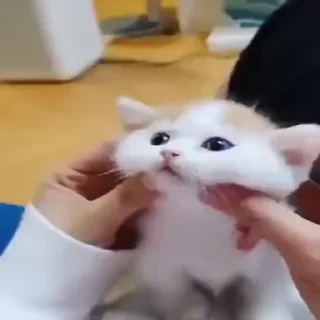😻