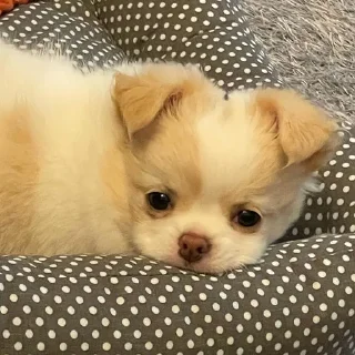 🐶