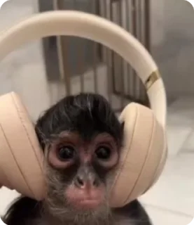 🎧