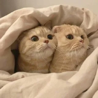 🐈