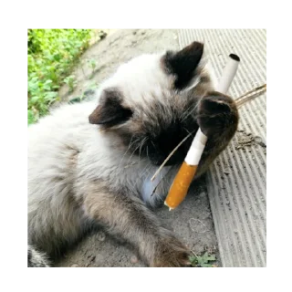 🚬