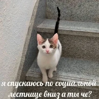 🐈