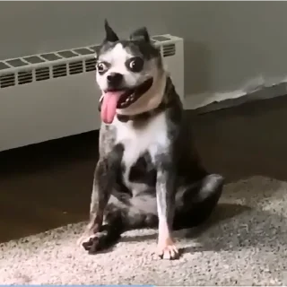 🤪